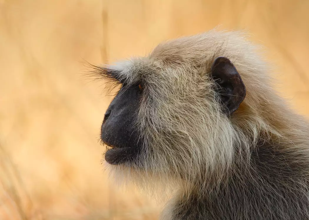 Langur monkey, Pench National Park 
