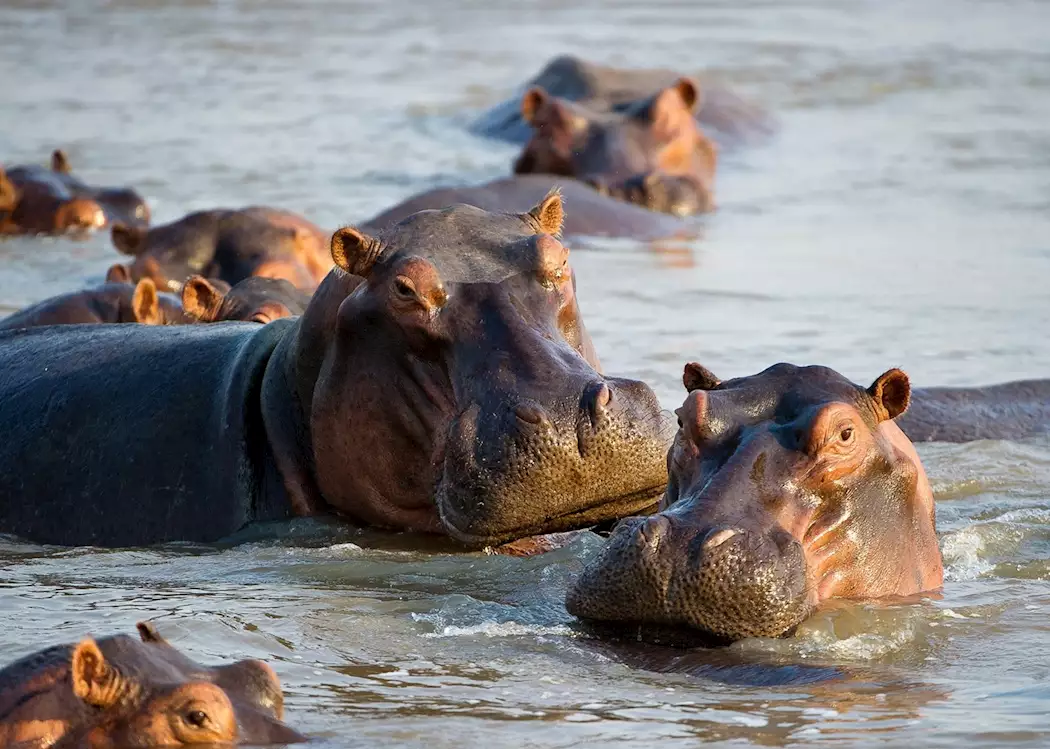 Hippo, South Luangwa National Park, Zambia