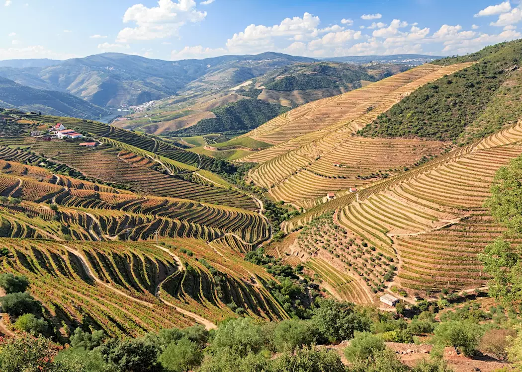 Terraced vineyards, Douro Valley