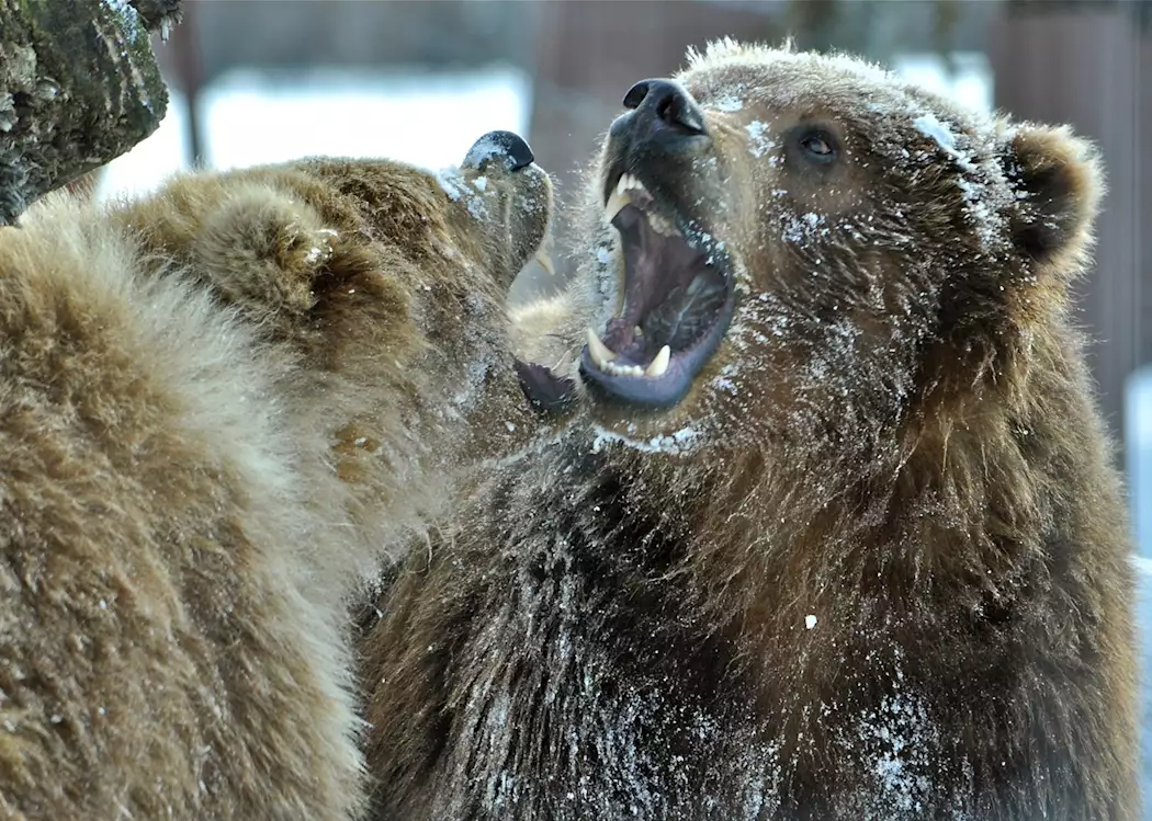 Bears in Denali National Park