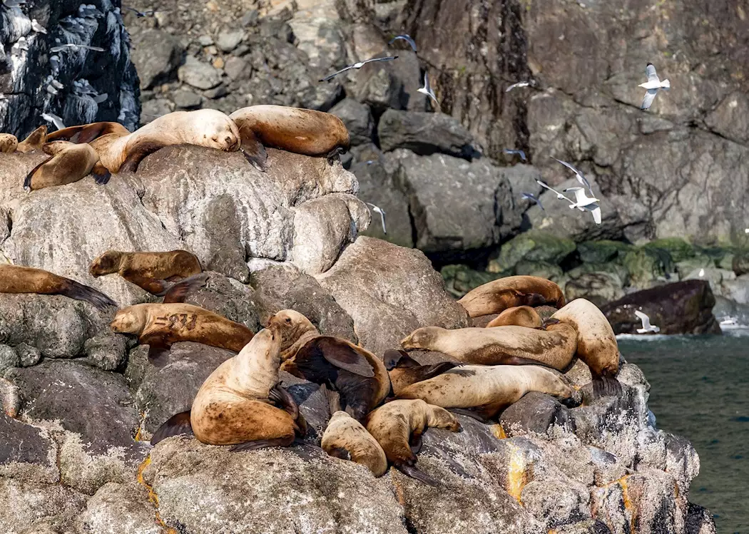 Sea Lion's near Kenai Fjords National Park