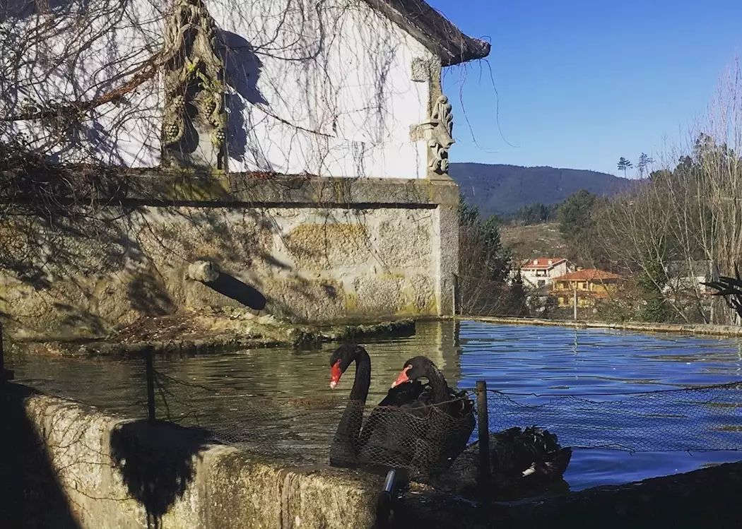 Black swans, Portugal 