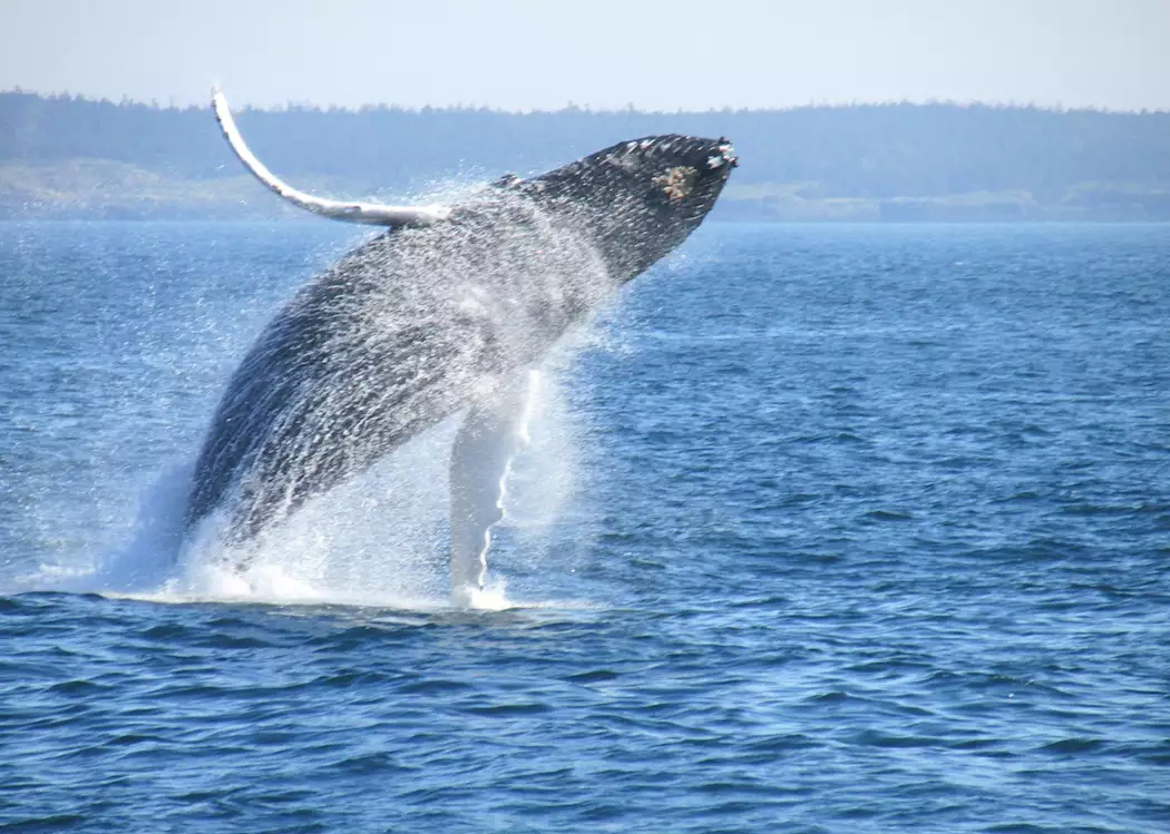 Breaching humpback whale, Vancouver Island