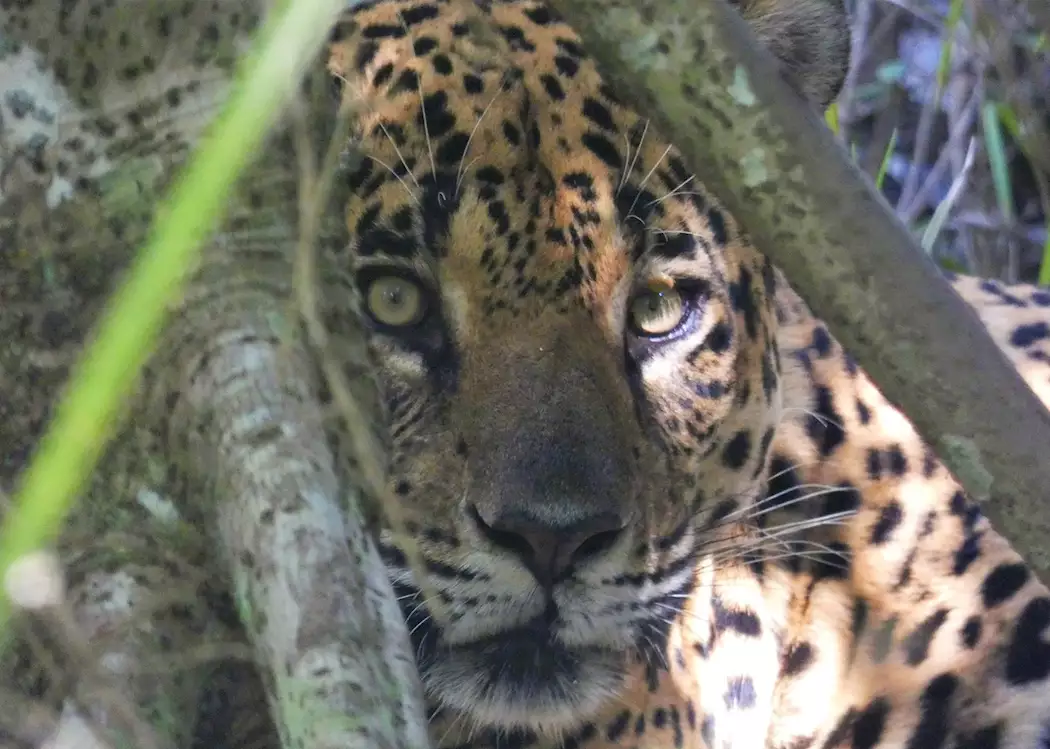 Jaguar hiding in the Pantanal