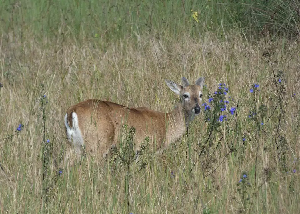 Deer in the Pantanal