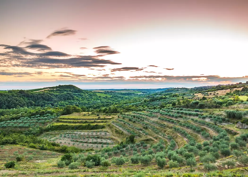 Istrian vineyards