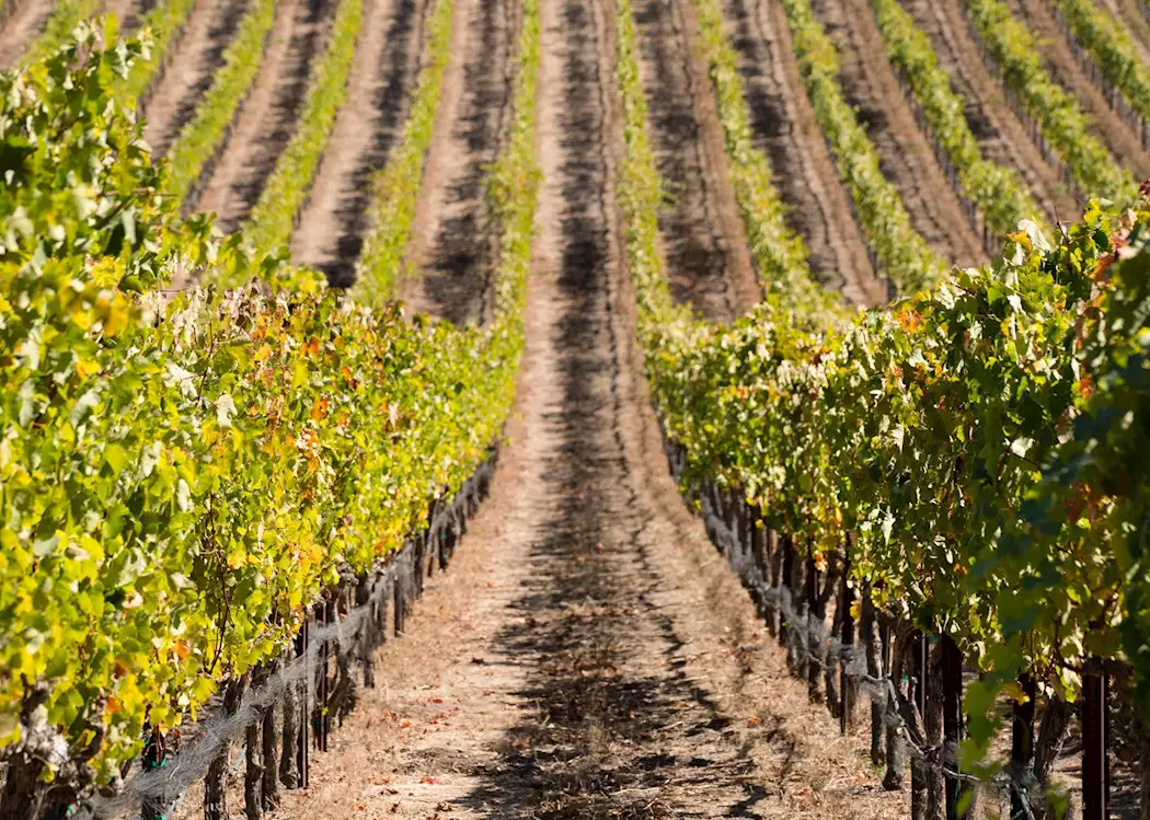 Santa Barbara - Wine Country vines