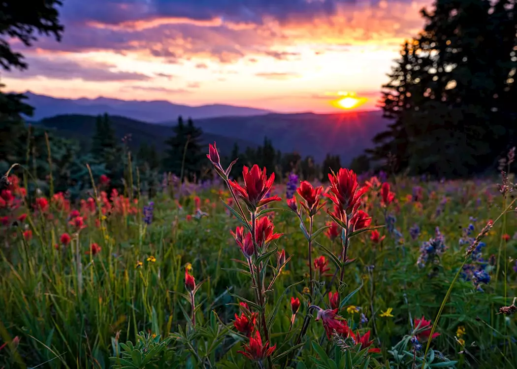 Wildflowers in Colorado during summer