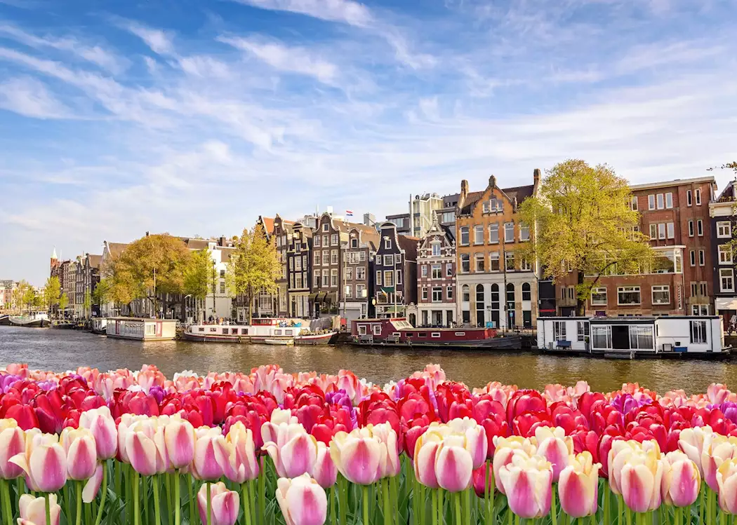 Tulips in Amsterdam, Netherlands