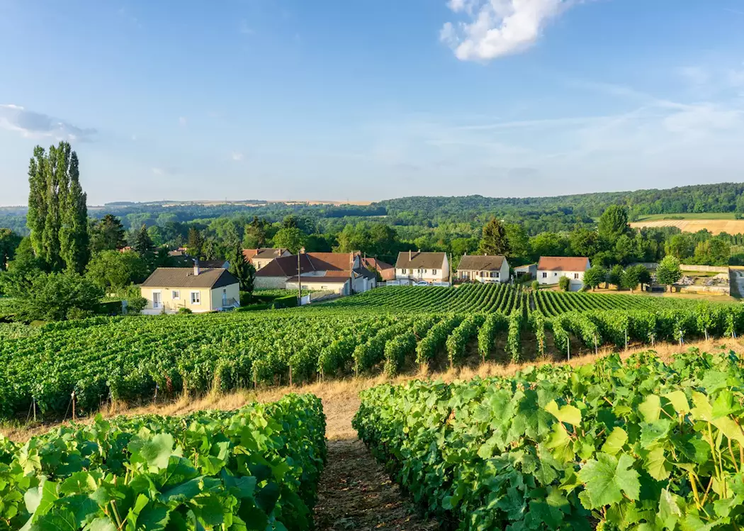 Vineyards in Reims
