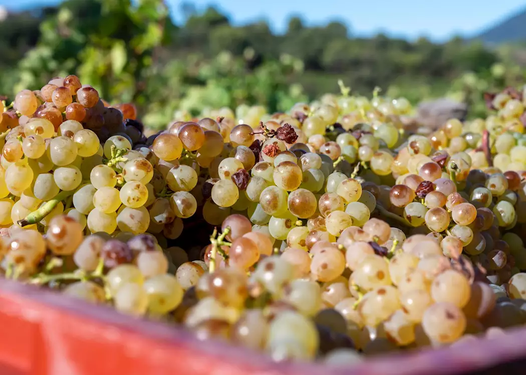 Wine grapes, Sardinia