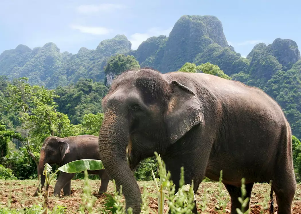 Elephant Experience at Khao Sok National Park