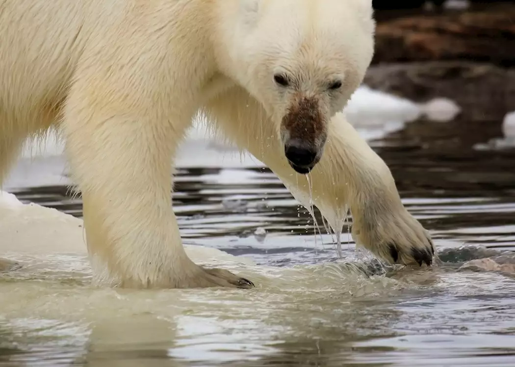 A polar bear tests the water