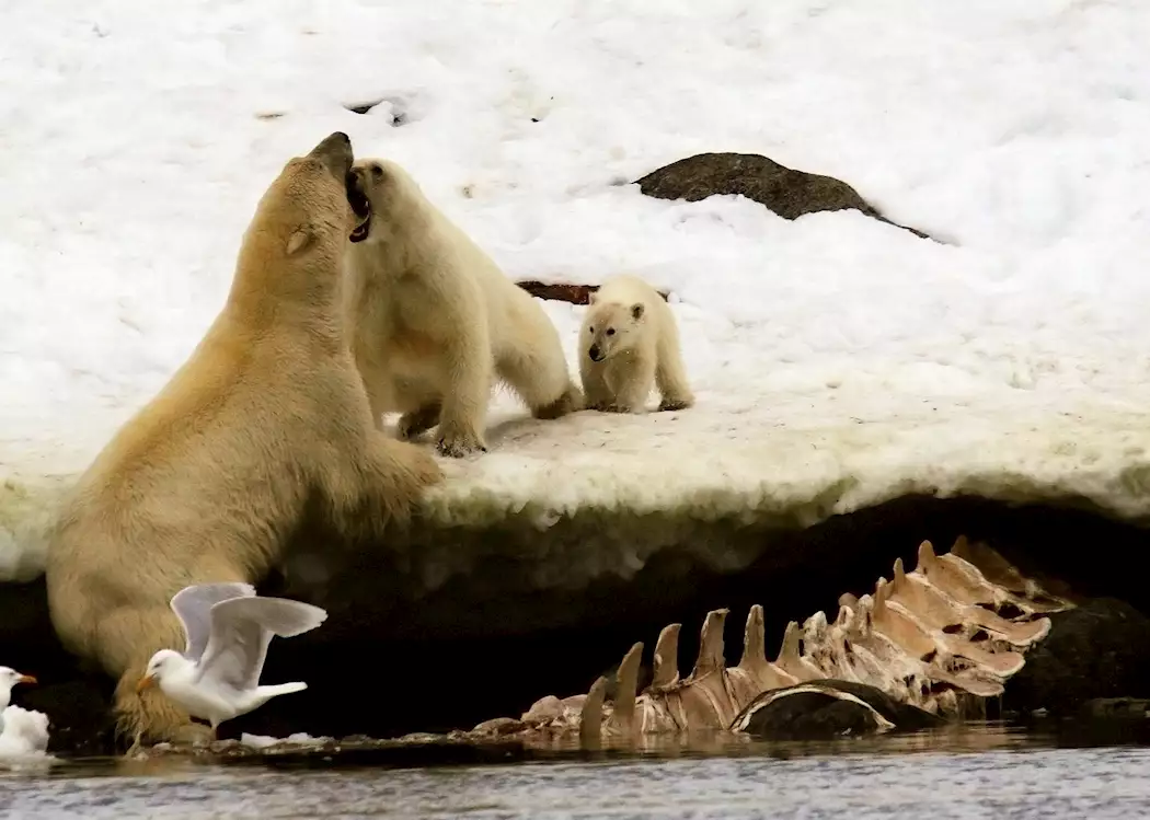 A mother protects her cub from a male bear