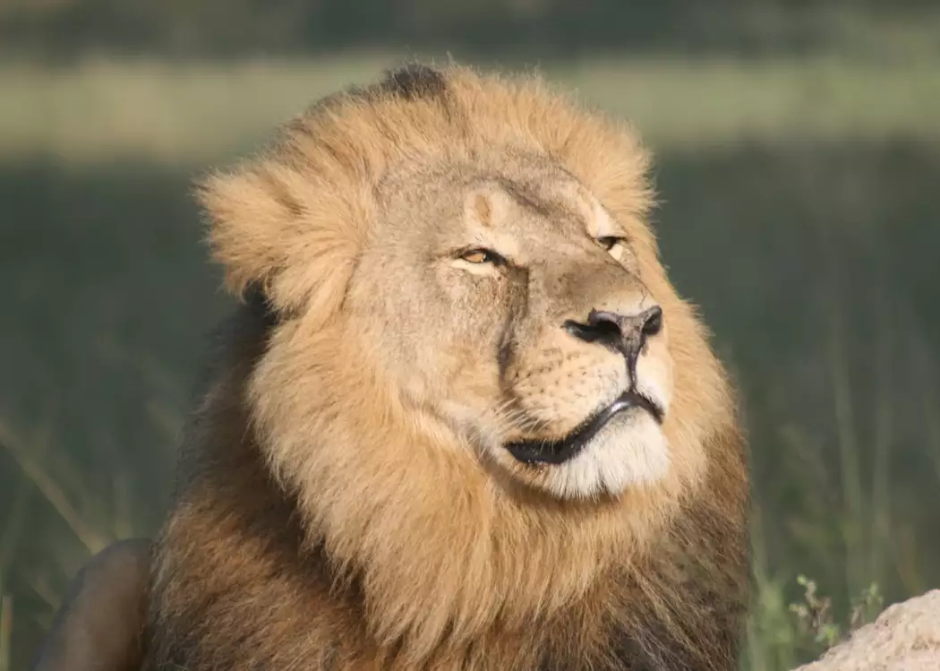 Lion, Hwange National Park