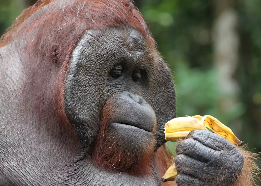 Dominant male orangutan, Tanjung Puting, Indonesia