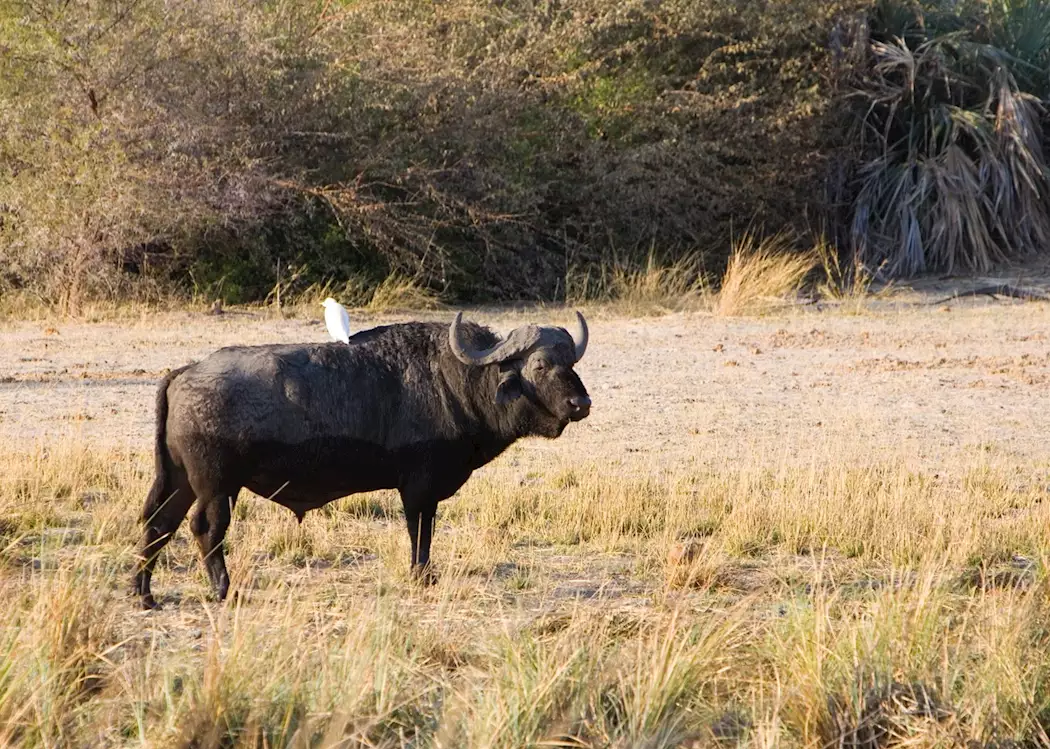 Buffalo in Mahangu Game Park, Namibia