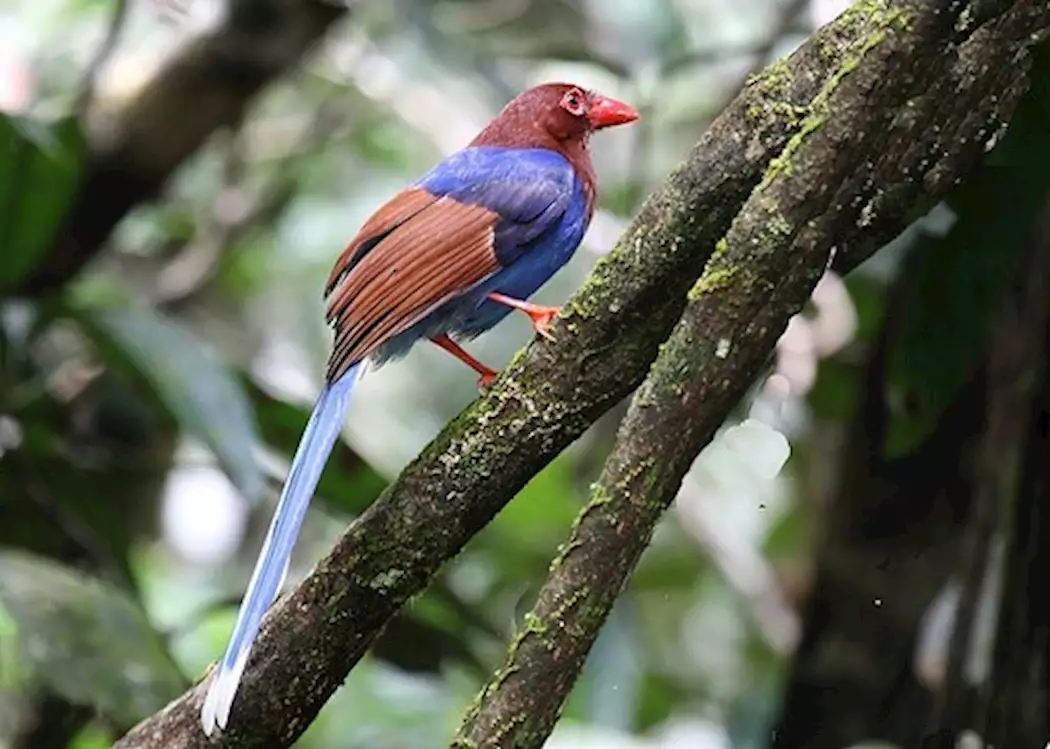 Endemic to Sri Lanka, the Blue Magpie can be spotted in the Sinharaja National Reserve