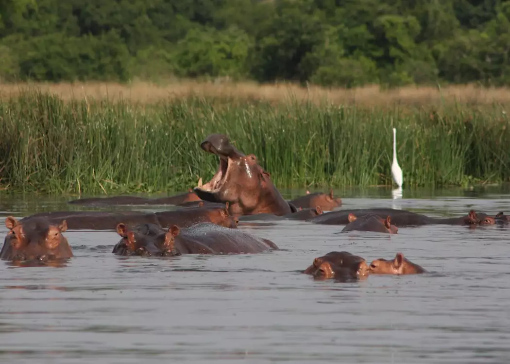 Hippos in Murchison Falls National Park