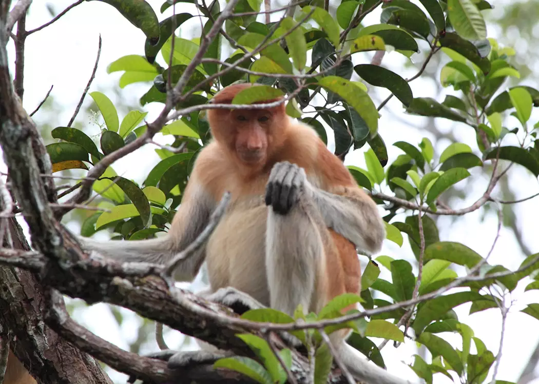 Proboscis Monkey, Tanjung Puting