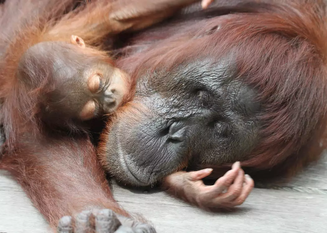 Orangutan and baby, Tanung Puting National park