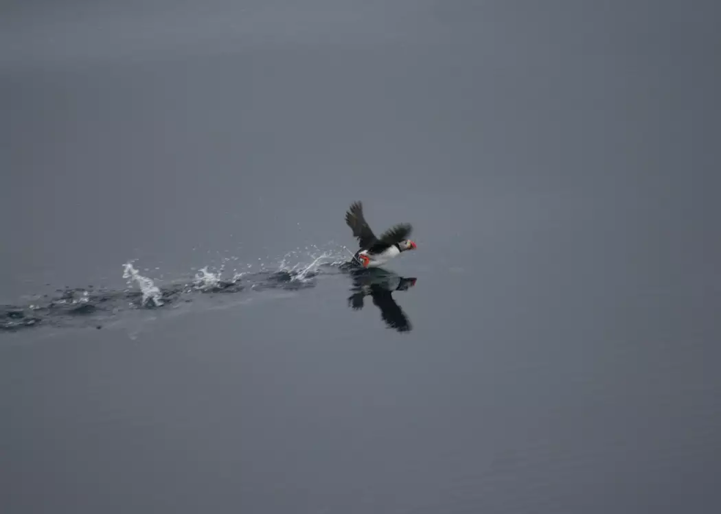A Puffin Walking on Water