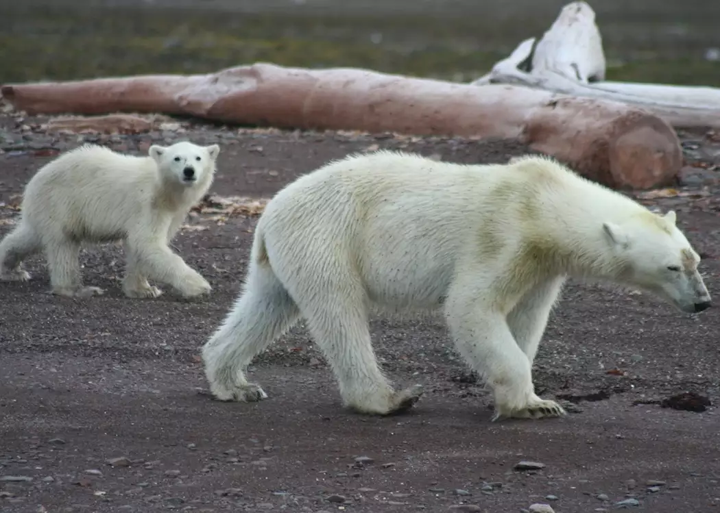 Polar Bear Mum and Cub