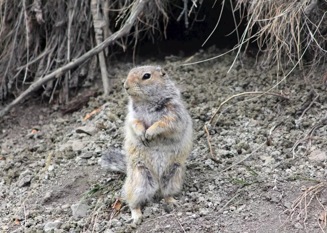 Ground Squirrel, Denali National Park, Alaska