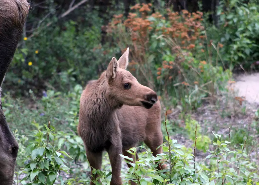 Moose Calf, Denali National Park, Alaska