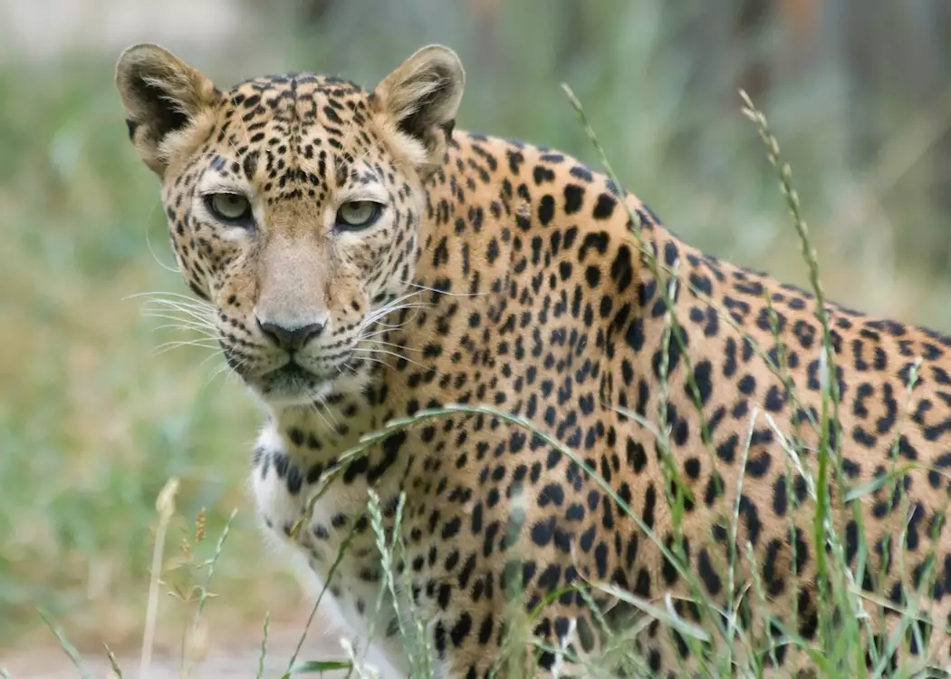 A young leopard, Yala