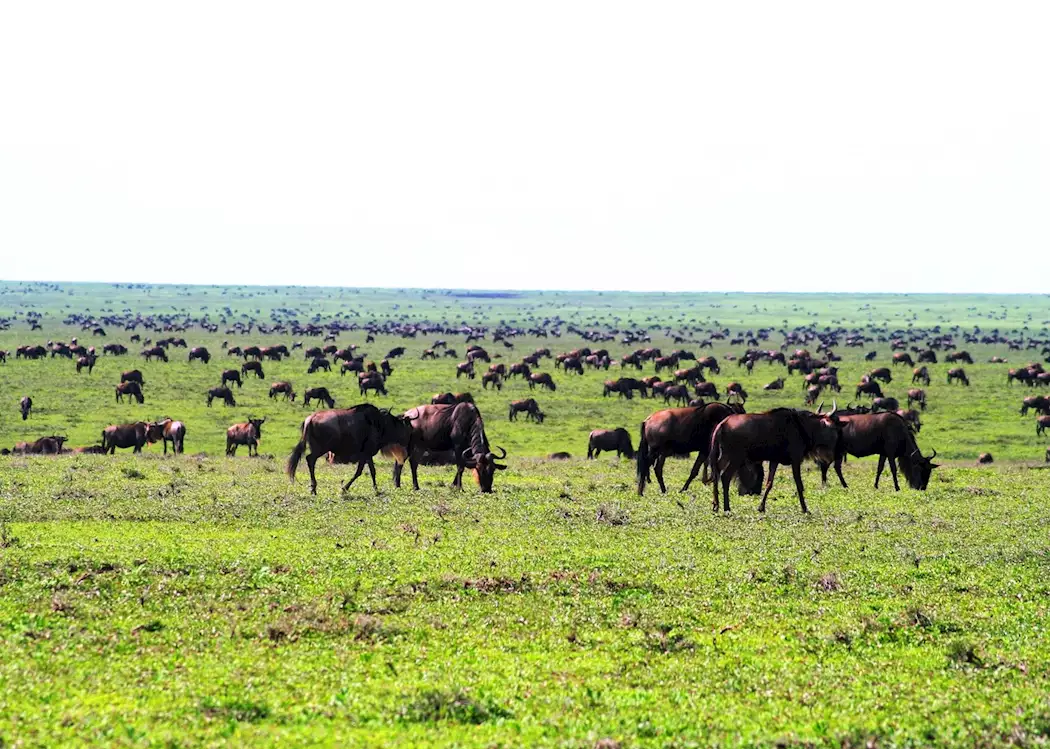 Serengeti Green Camps - Tanzania Mobile Safaris