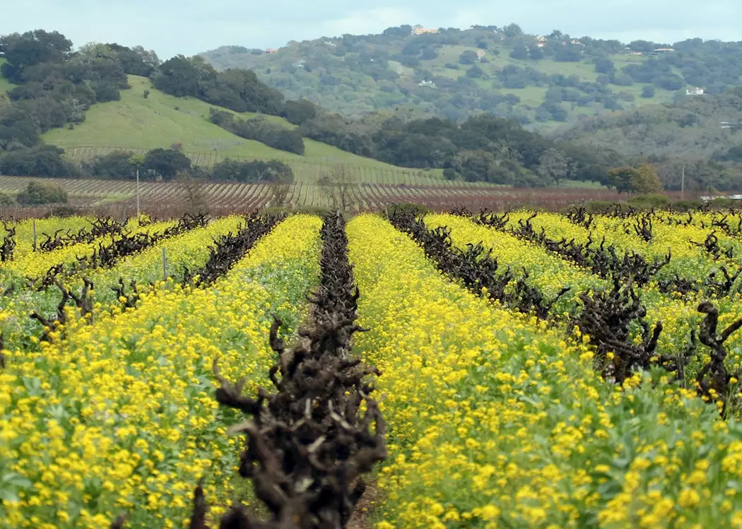 Mustard growing between the vines, Sonoma County, northern California