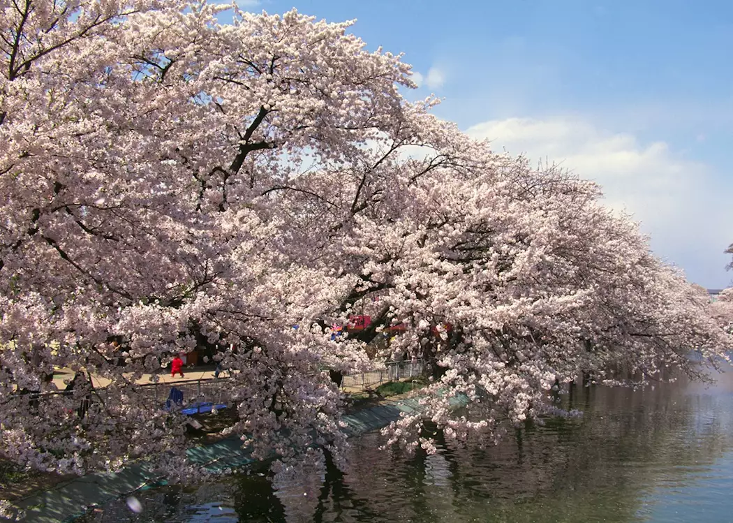 Cherry Blossom along the riverside in Tokyo