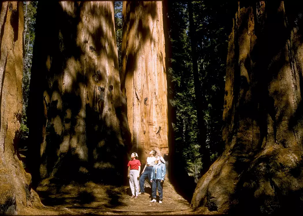 Giant redwoods, Sequoia National Park