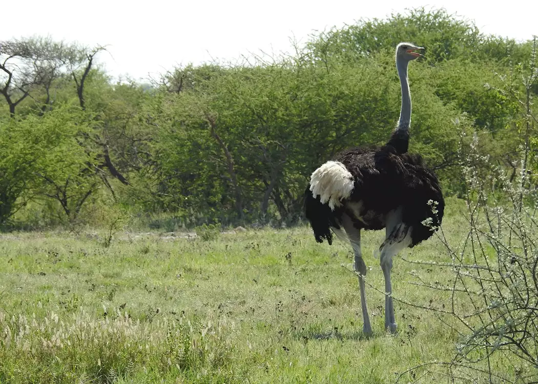 Ostrich, Nxai Pan National Park