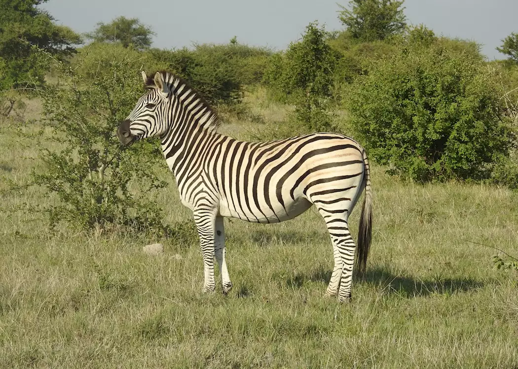 Zebra, Nxai Pan National Park