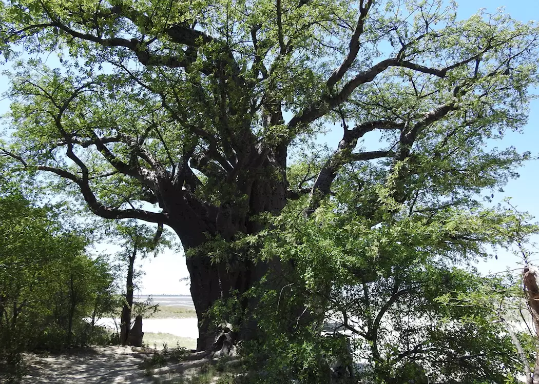 Baines Baobabs, Nxai Pan National Park