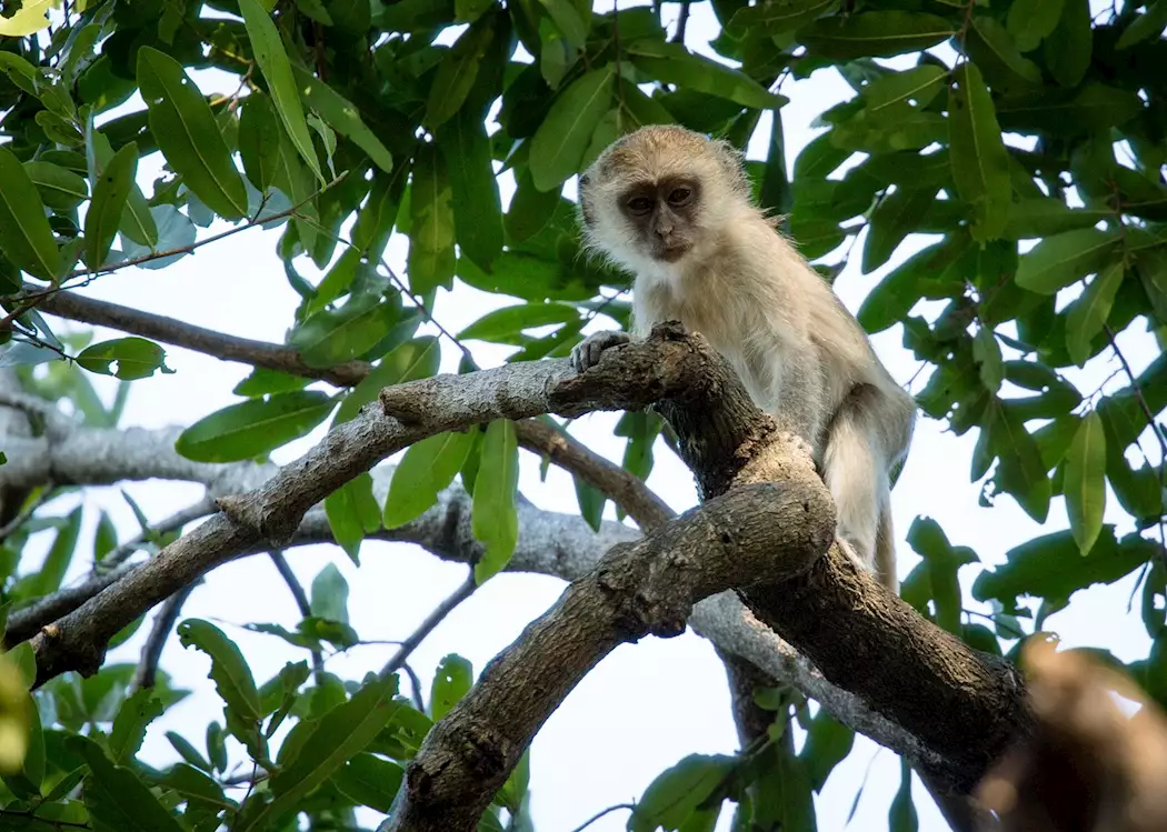 Vervet monkey, Kafue National Park