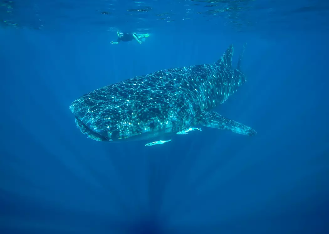 Whale shark, Ningaloo Marine Park