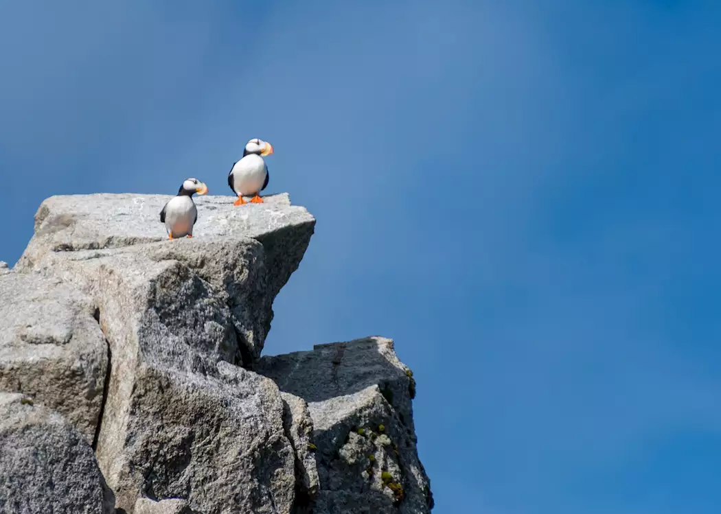 7 Cool Facts About the Puffins of Kenai Fjords National Park