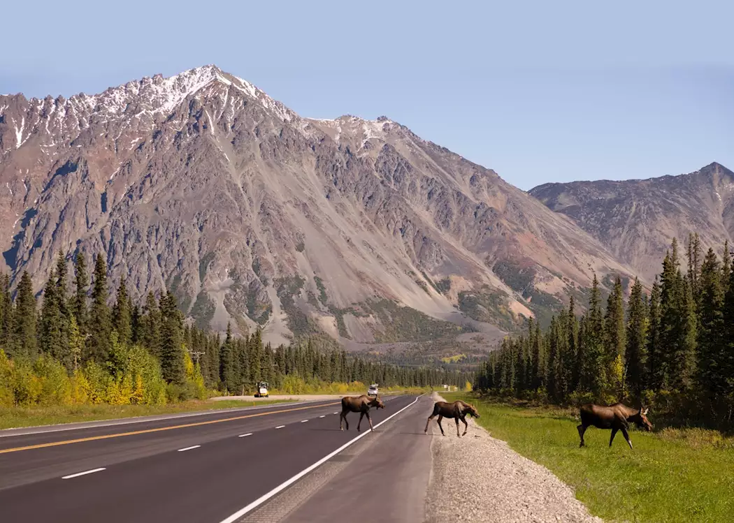 Moose roaming in Denali National Park
