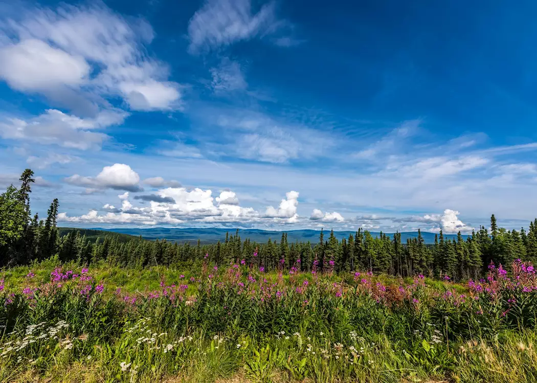 Fields near Fairbanks, Alaska