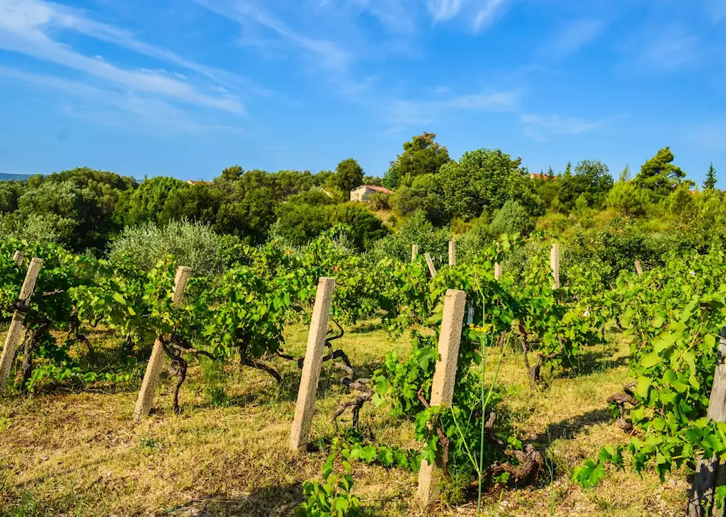 Plavac mali vineyards, Peljesac Peninsula