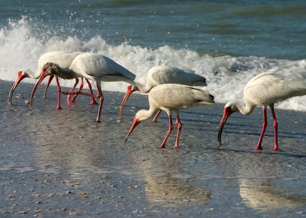 Birds on Sanibel Island beach, Florida