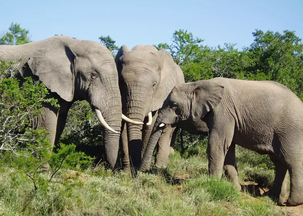 Elephants in the Addo Elephant Park