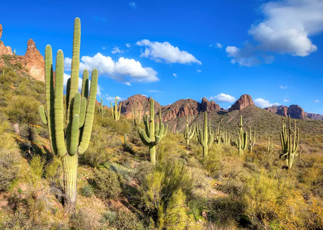 Saguaro cacti near Tucson, Arizona