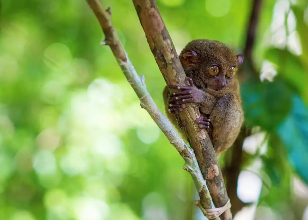 Tarsier, Bohol