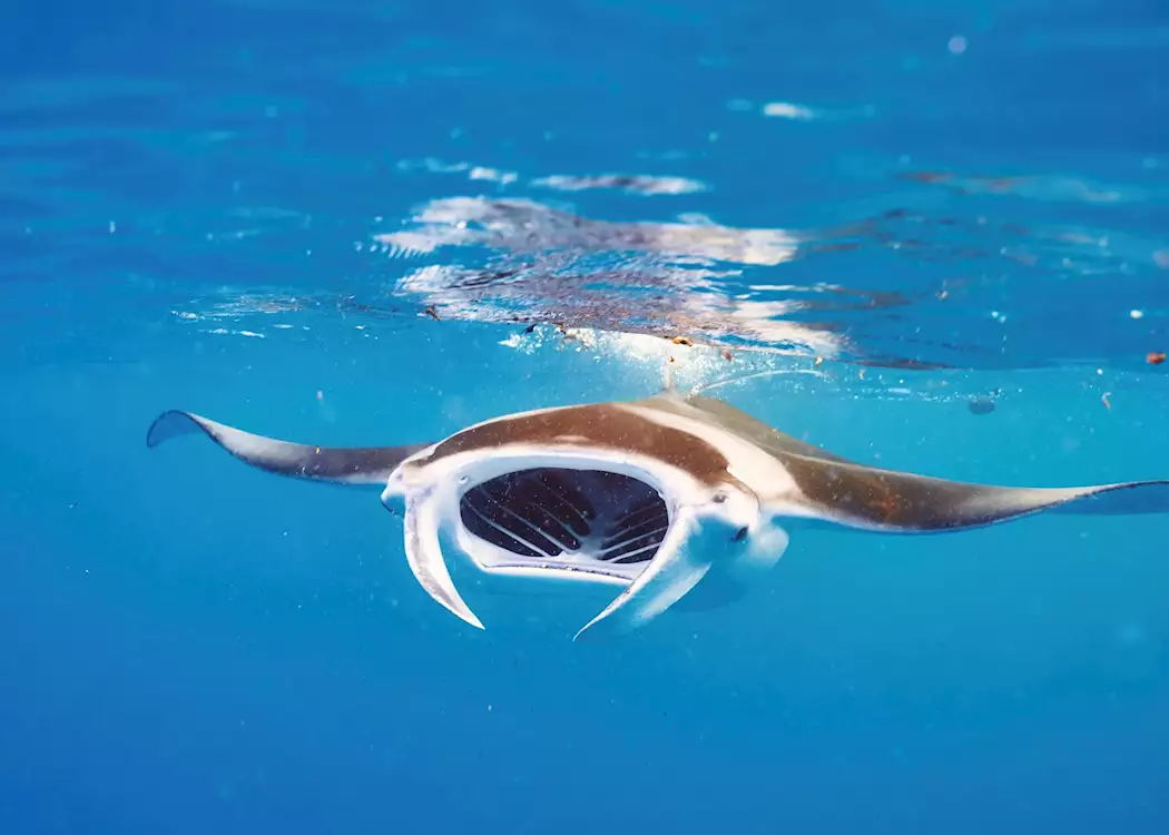 Manta ray, the Maldives