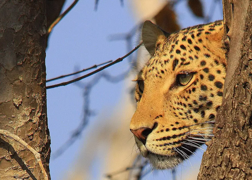 Leopard, Chobe National Park