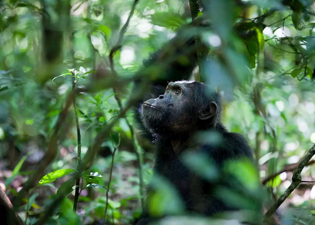 Chimpanzee, Kibale Forest National Park, Uganda